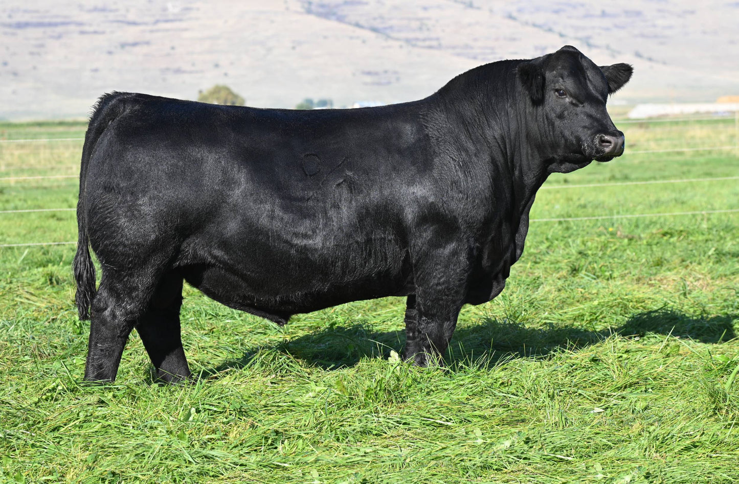 Coleman Mendoza 271