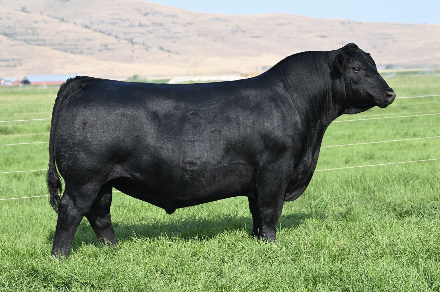 Coleman Mendoza 271