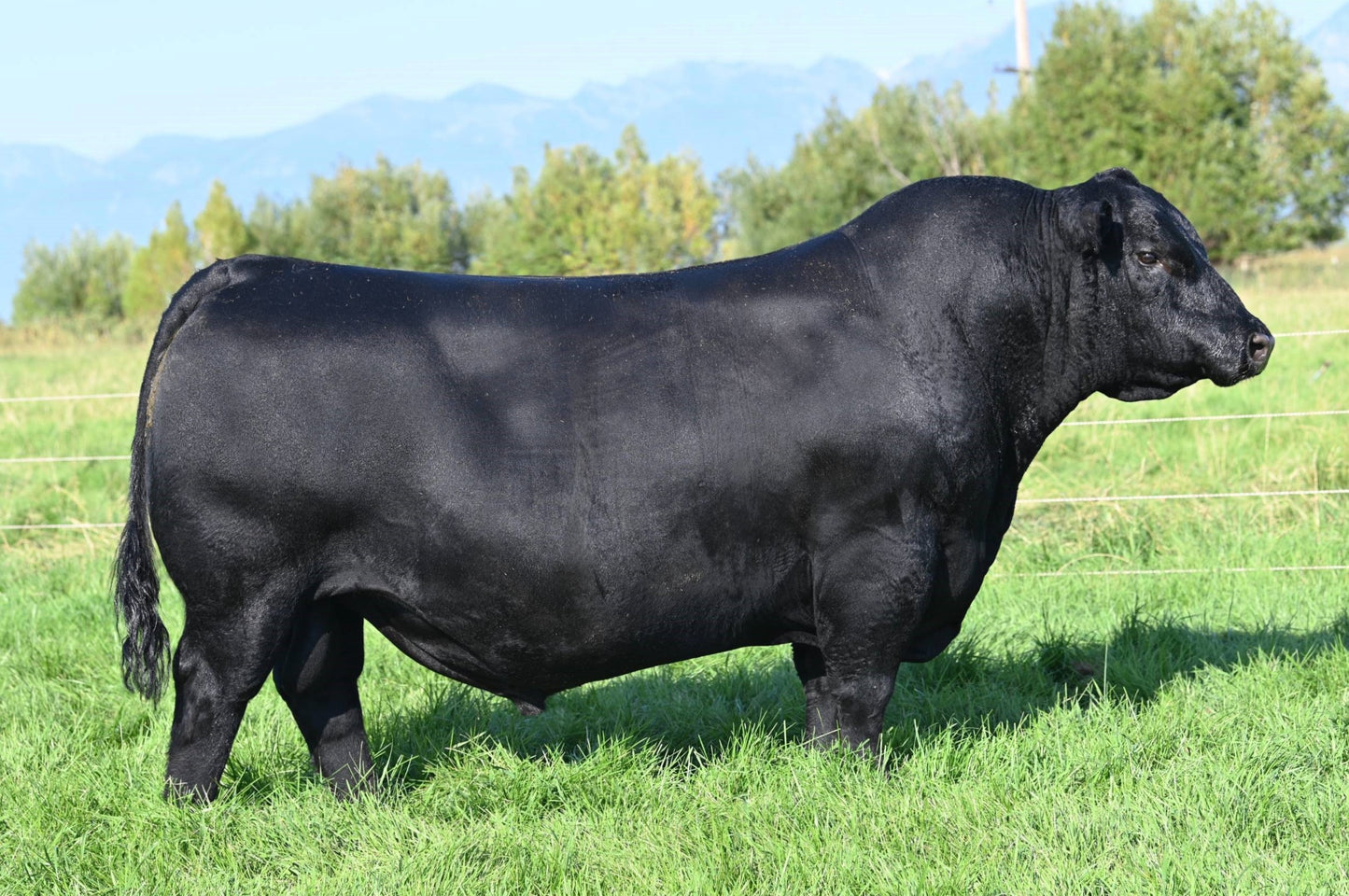 Coleman Donna 046 x Hummel Palermo SA Conventional Embryo