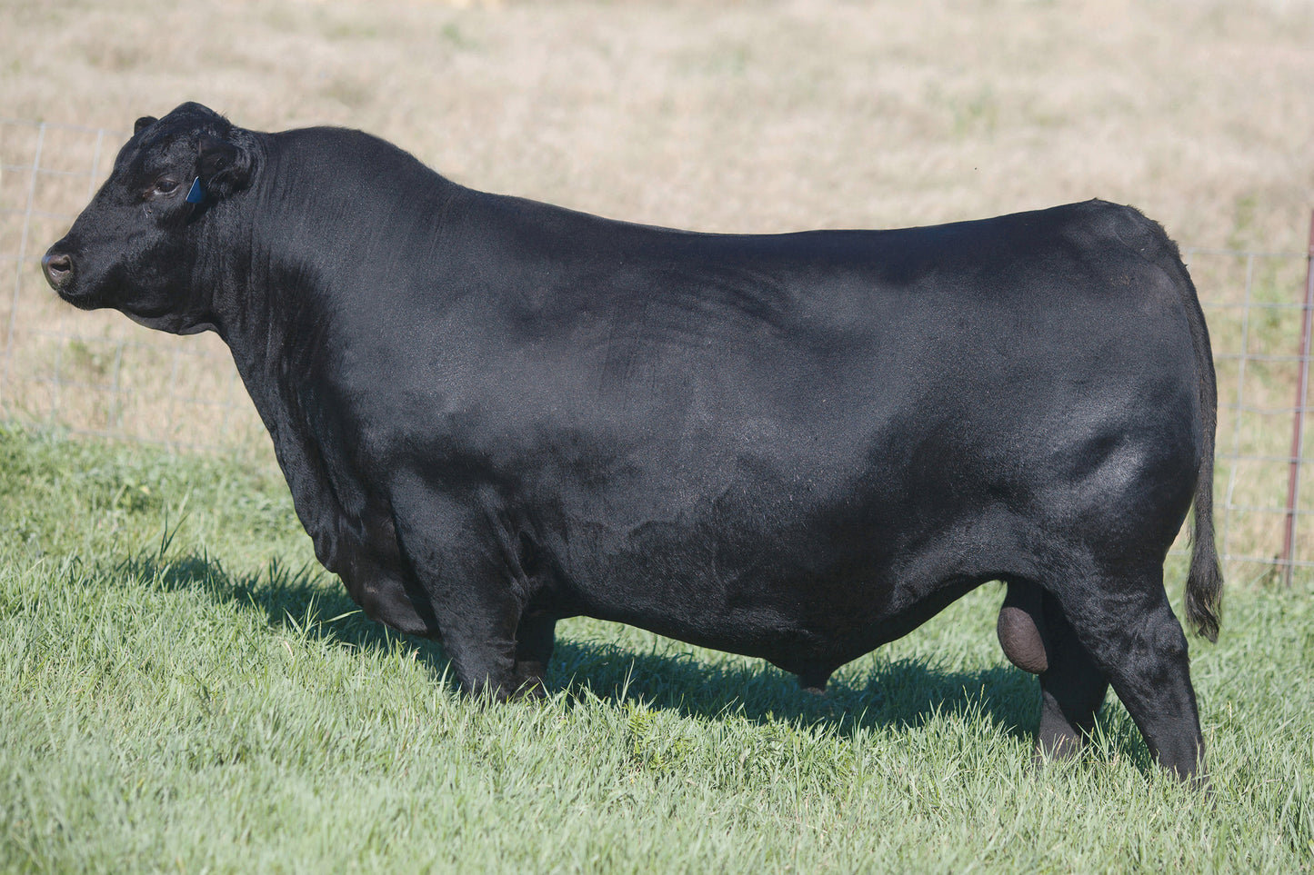 Coleman Donna 5309 x SAV Renovation Conventional Embryo