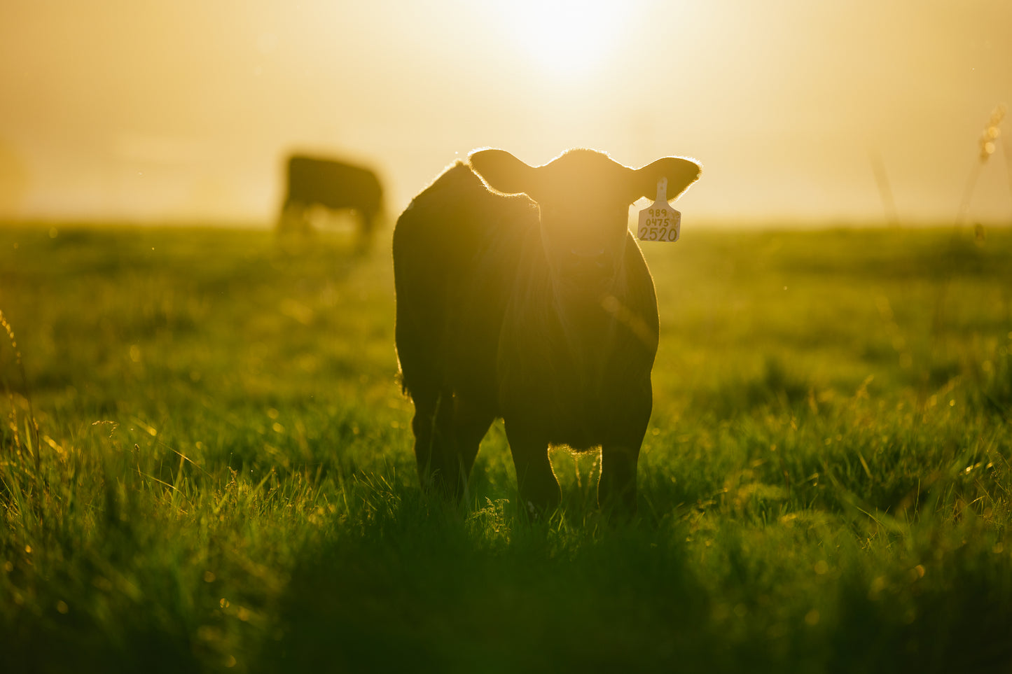 The Calf - Photo Print