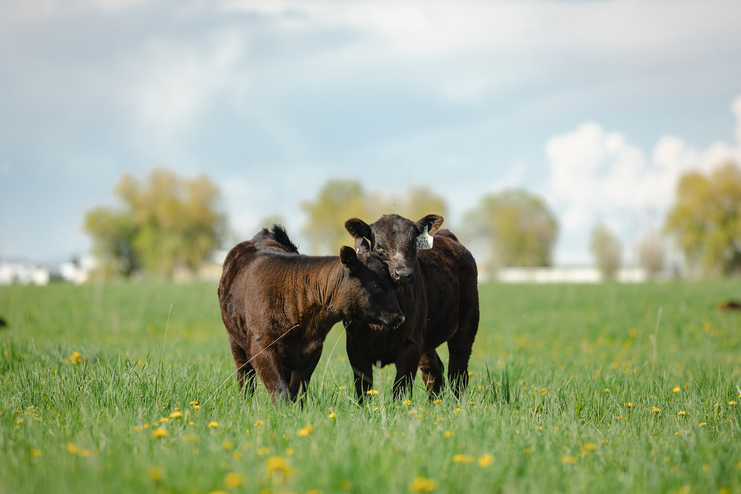 The Calves - Canvas Print