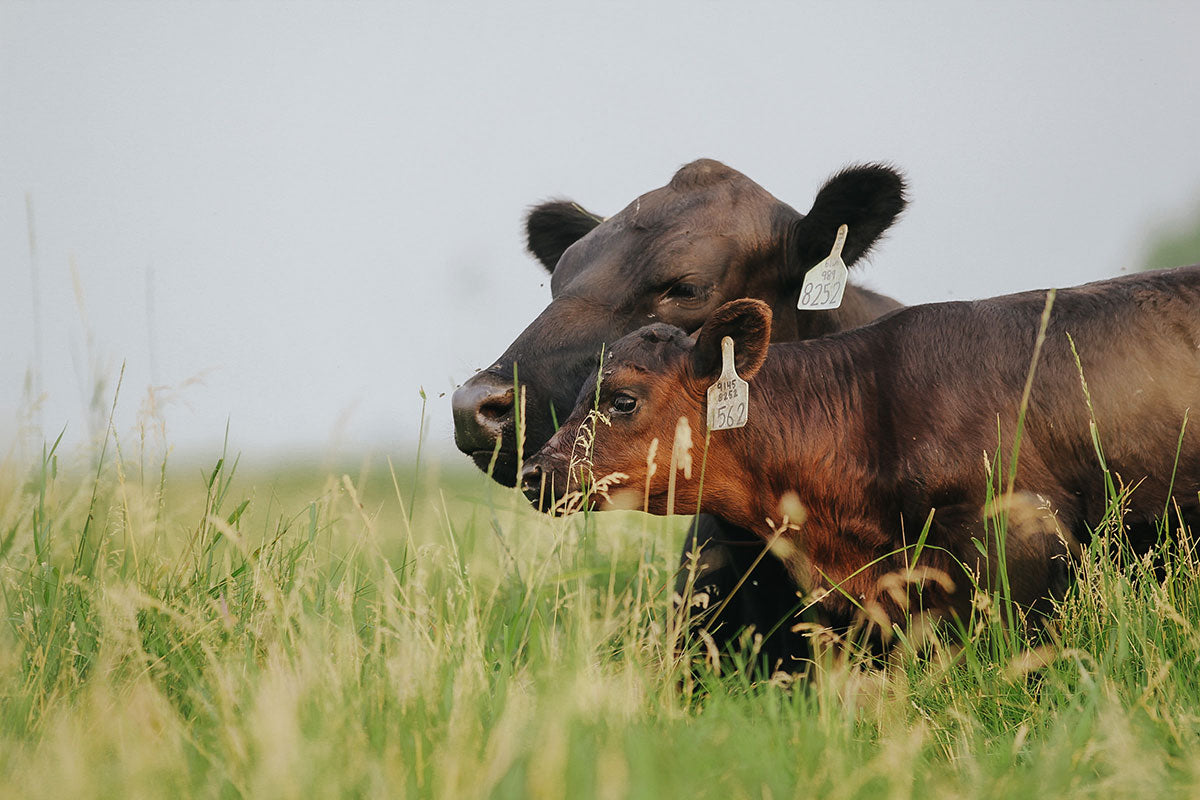 An Angus Mama - Photo Print