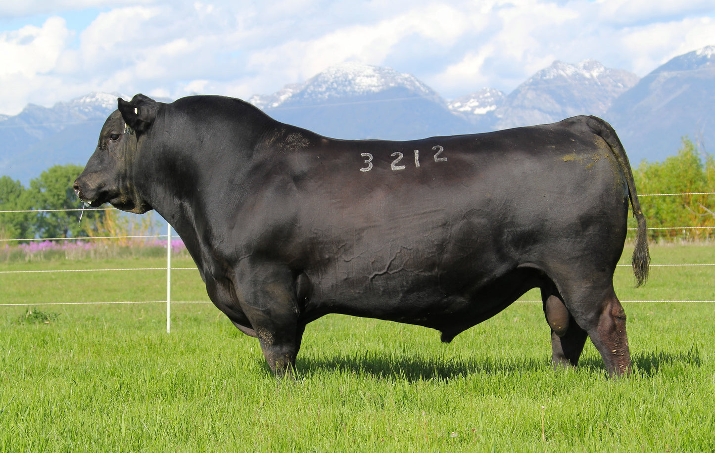 Coleman Charlo 3212