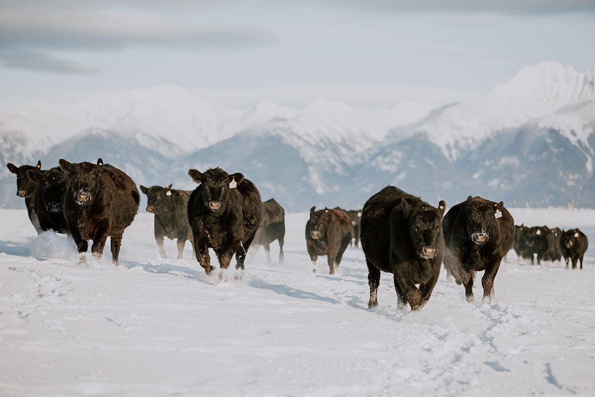 On The Run - Canvas Print
