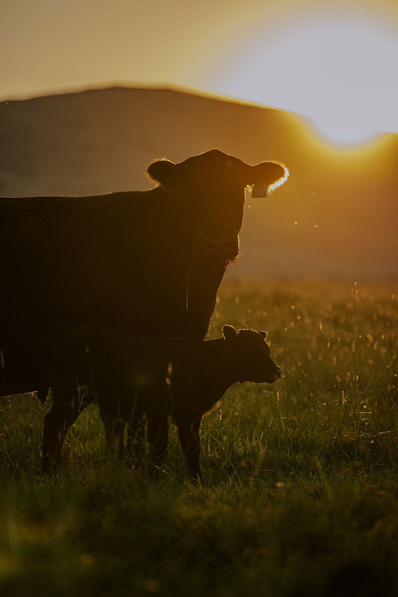 The End of a Day - Canvas Print