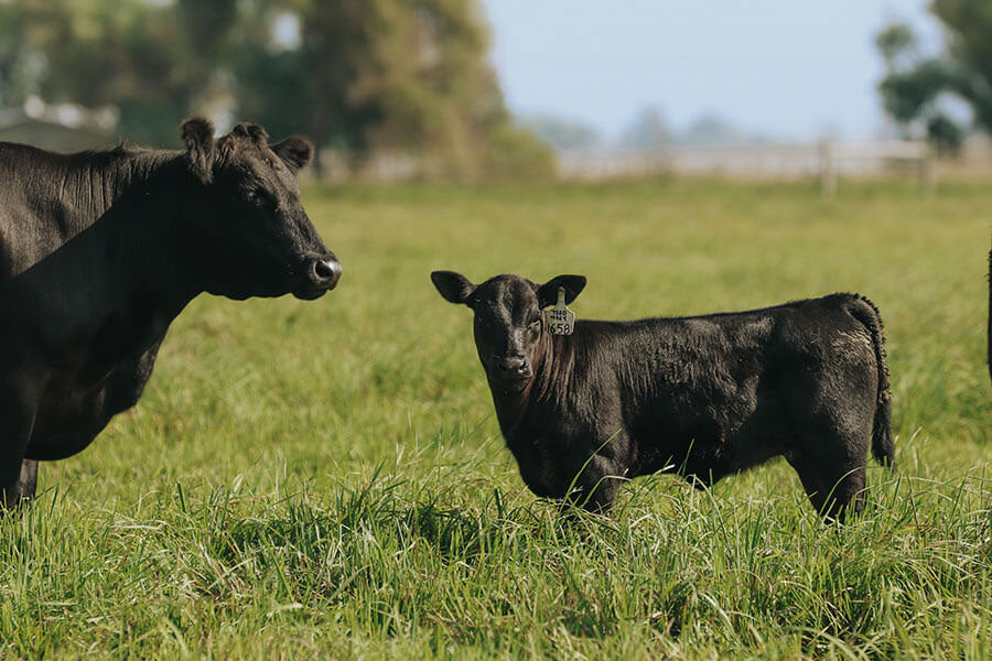 Embryos – Coleman Angus