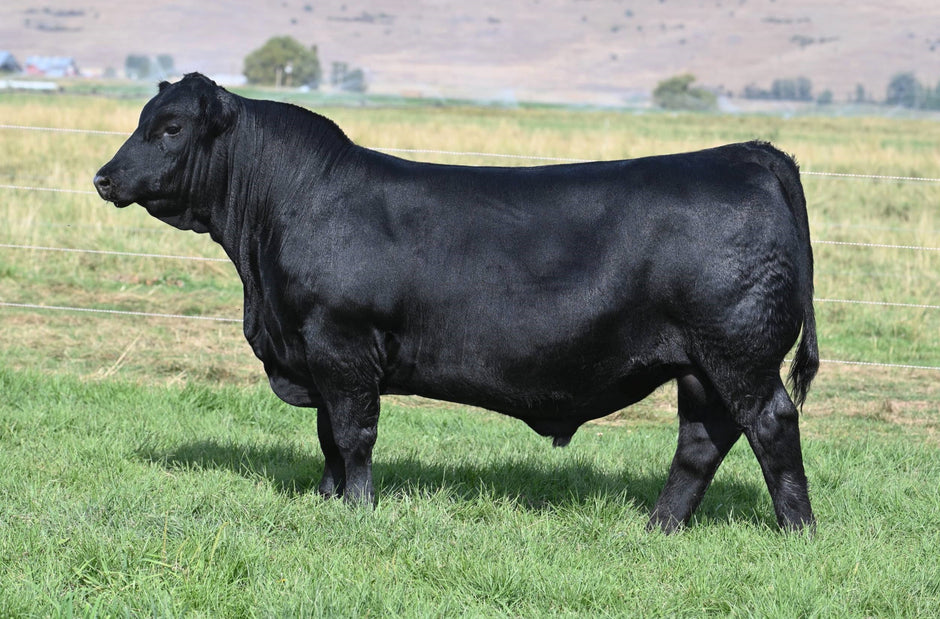 Coleman Angus