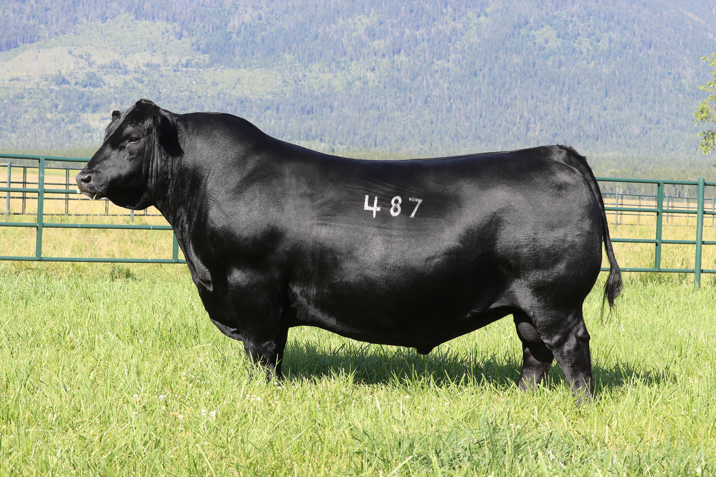 Coleman Chloe 034 x Coleman Avalanche 487 Sexed Female Embryo