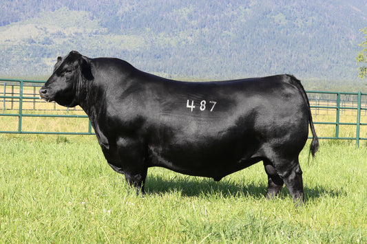 Coleman Avalanche 487