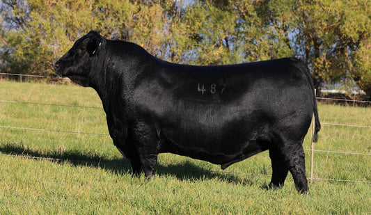 Coleman Avalanche 487