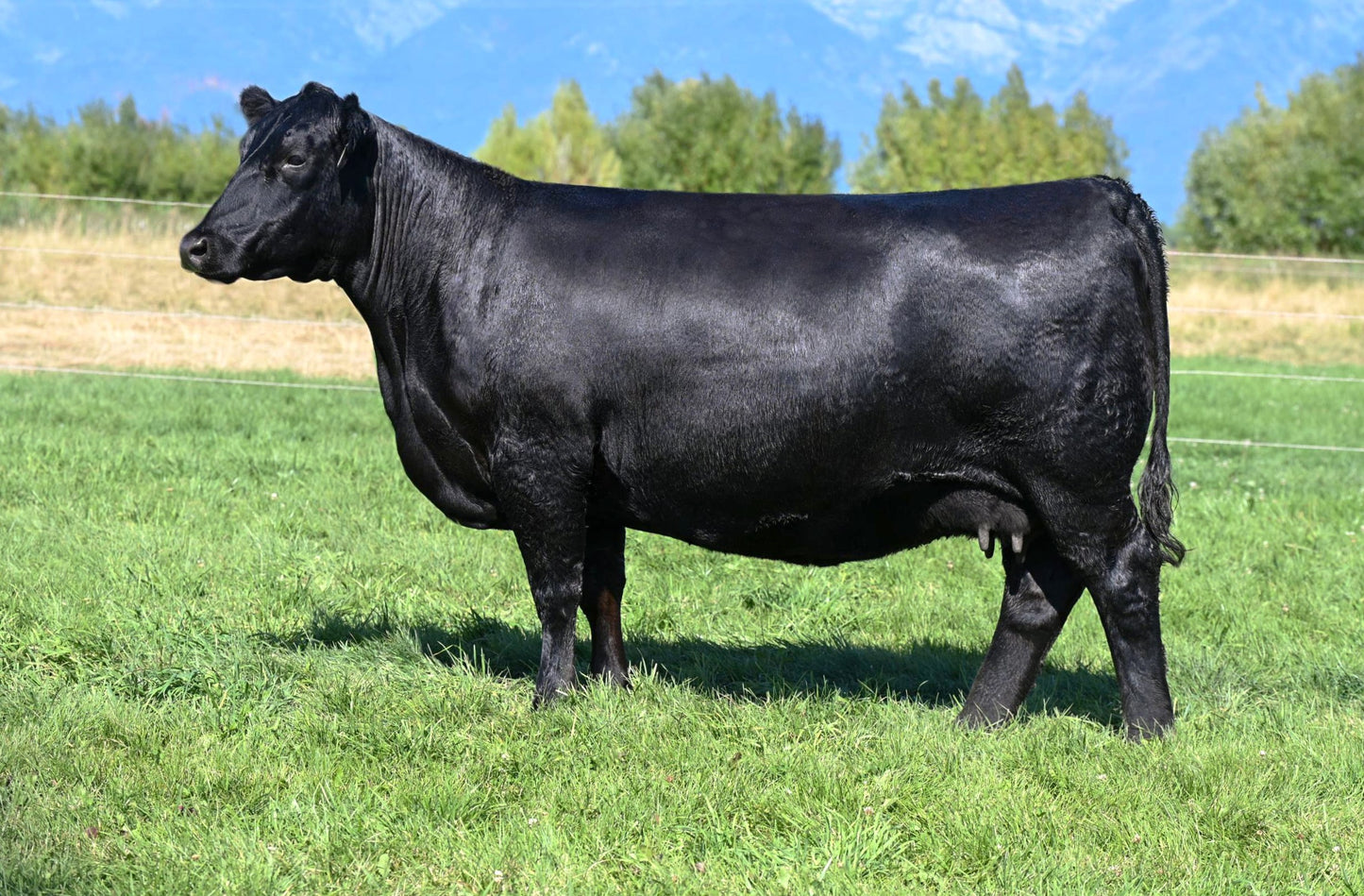 Coleman Chloe 034 x Coleman Avalanche 487 Sexed Female Embryo