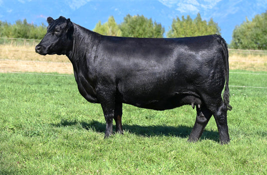 Coleman Chloe 034 x Coleman Avalanche 487 Sexed Female Embryo