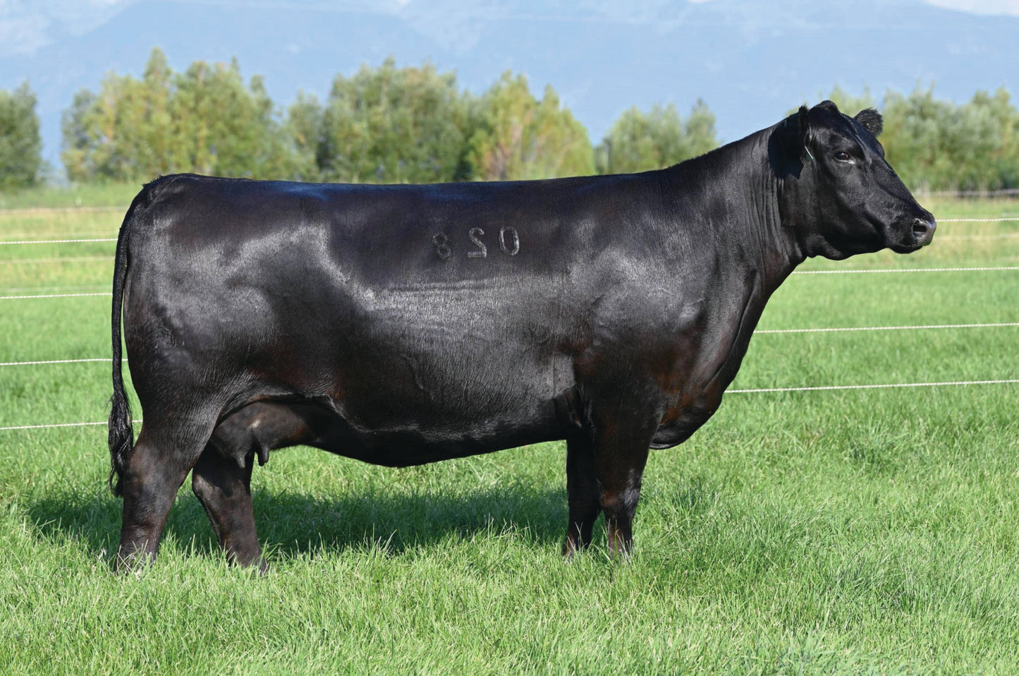 Coleman Donna 028 x Coleman Rock 7200 Sexed Female Embryo