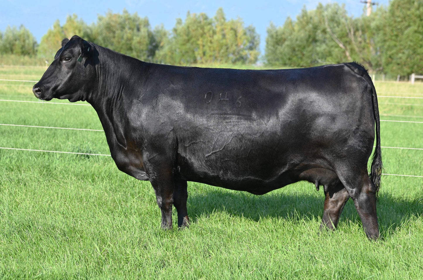 Coleman Donna 046 x Hummel Palermo SA Conventional Embryo