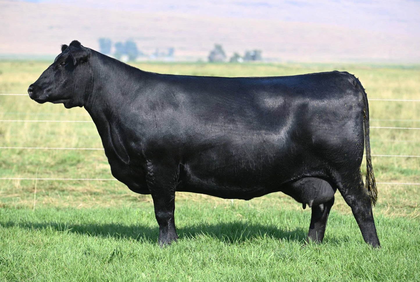 Coleman Donna 5309 x SAV Renovation Conventional Embryo