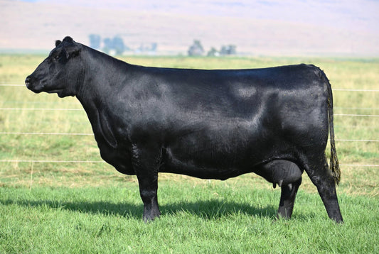 Coleman Donna 5309 x SAV Renovation Conventional Embryo