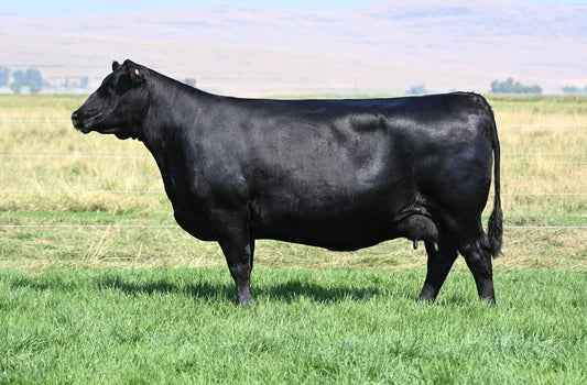 Coleman Donna 7231 x Ellingson Prosper Conventional Embryo