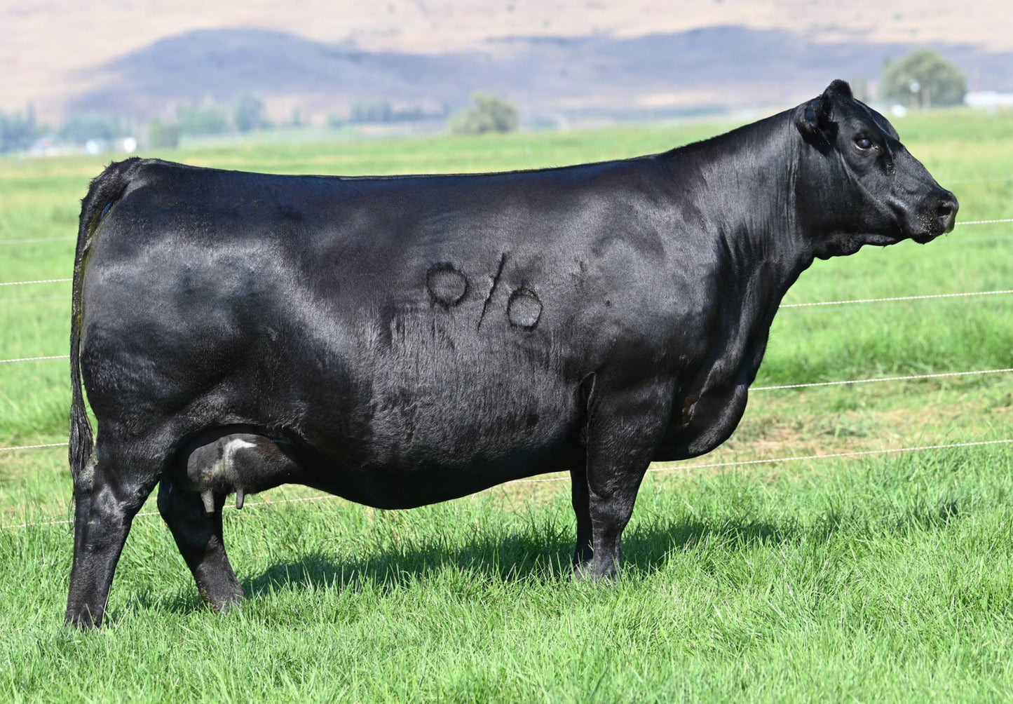 Coleman Donna 769 x Coleman Glacier 041 Sexed Female Embryo