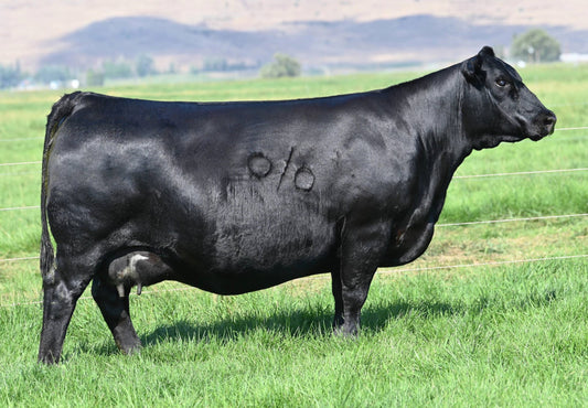 Coleman Donna 769 x Coleman Glacier 041 Sexed Female Embryo