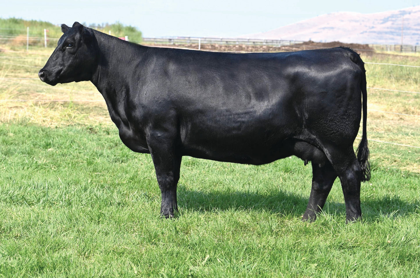 Coleman Donna 9286 x South America Sexed Female Embryo