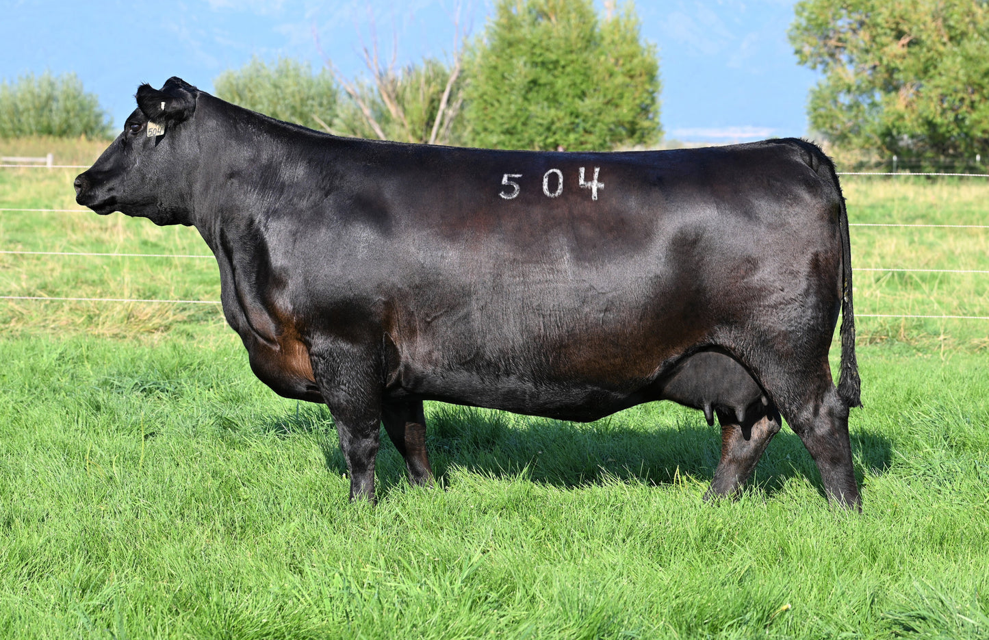 Coleman Donna 504 x Coleman Rock 7200 Sexed Female Embryo