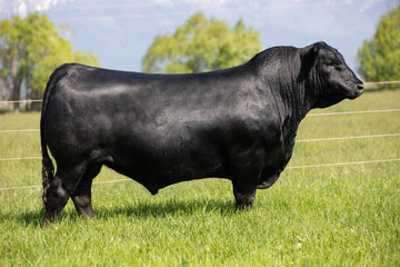 Semen – Coleman Angus