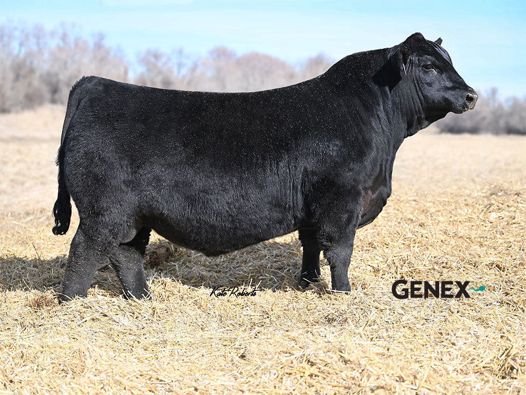 Coleman Donna 7231 x Ellingson Prosper Conventional Embryo