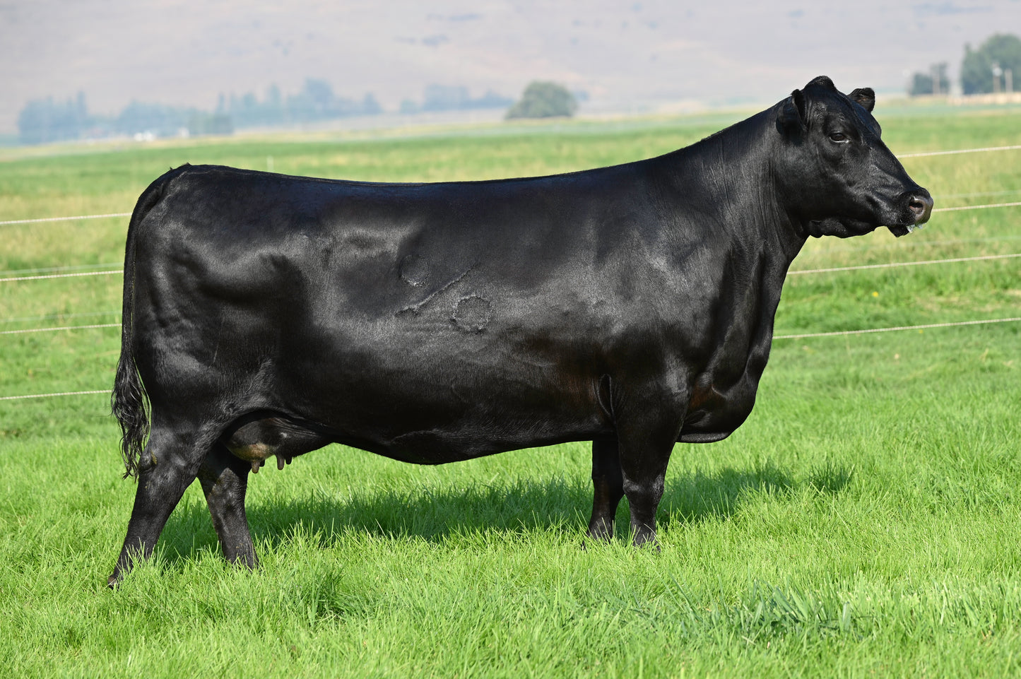 Coleman Donna 291 x Hummel Palermo SA Sexed Female Embryo