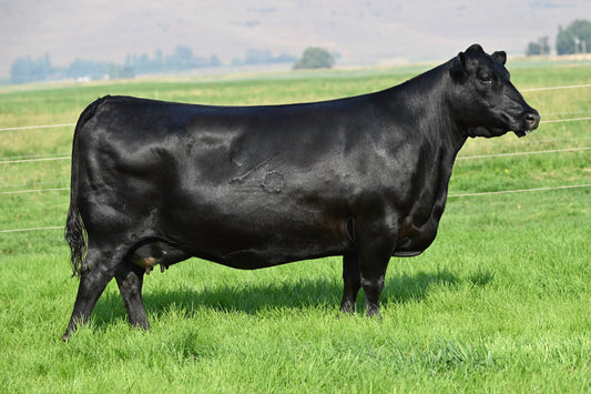 Coleman Donna 291 x Hummel Palermo SA Sexed Female Embryo