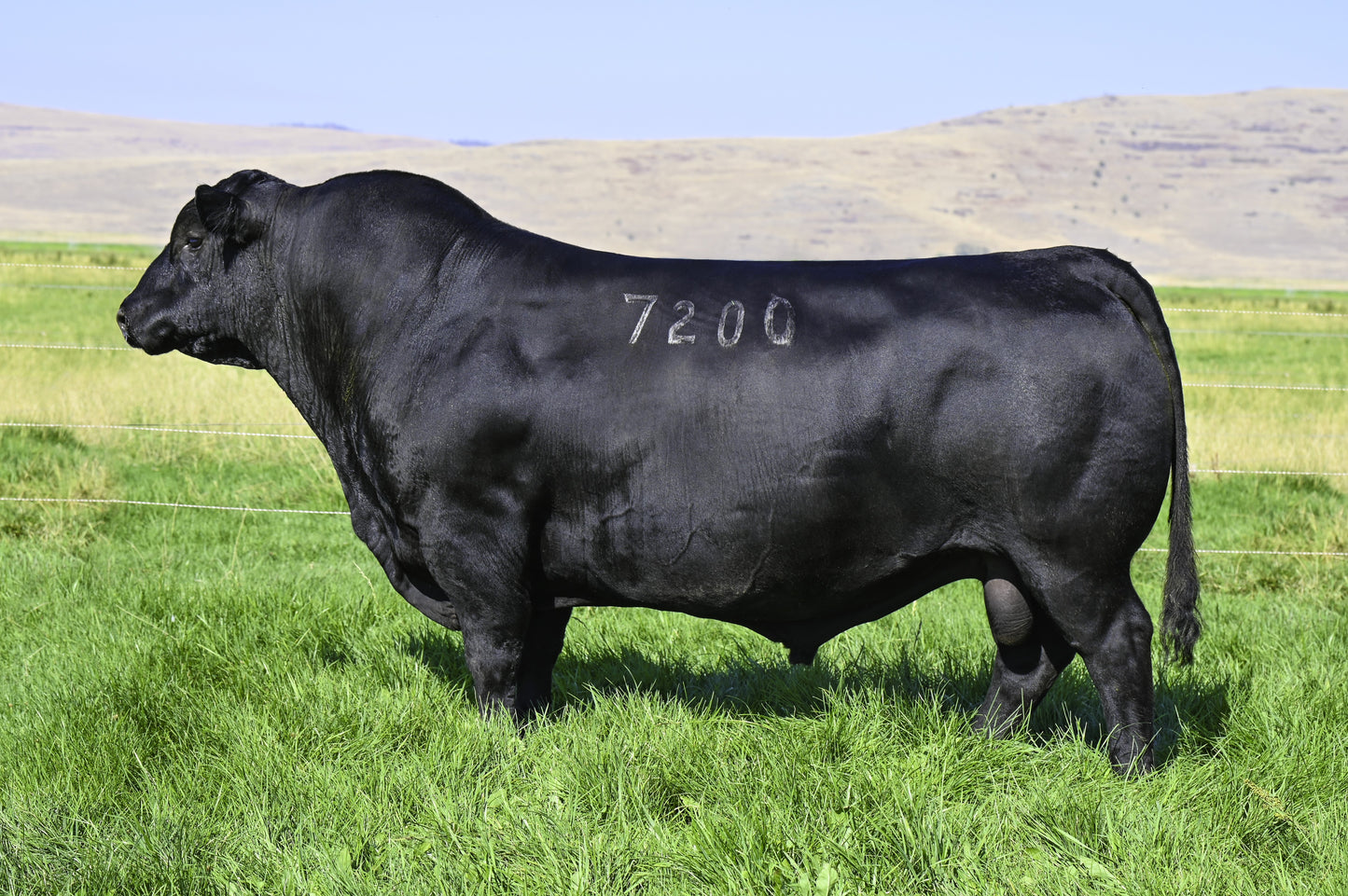 Coleman Donna 028 x Coleman Rock 7200 Sexed Female Embryo