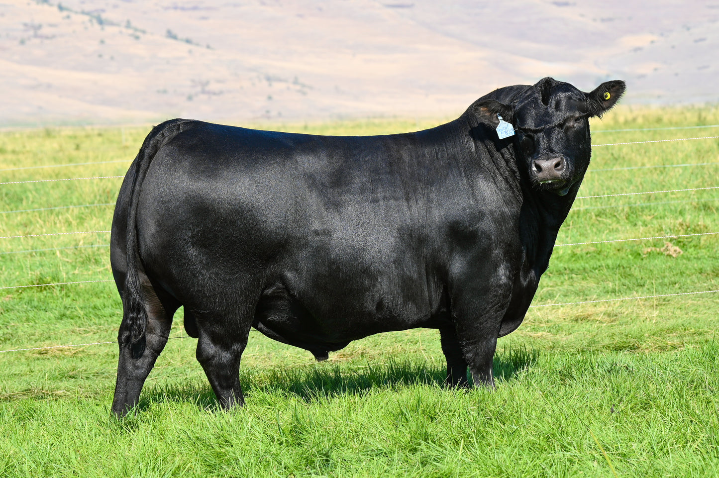 Coleman Donna 9286 x South America Sexed Female Embryo